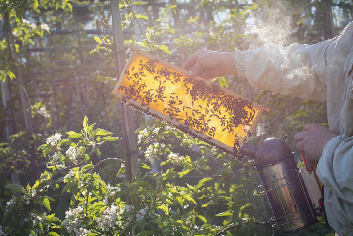 Bienenwachs
