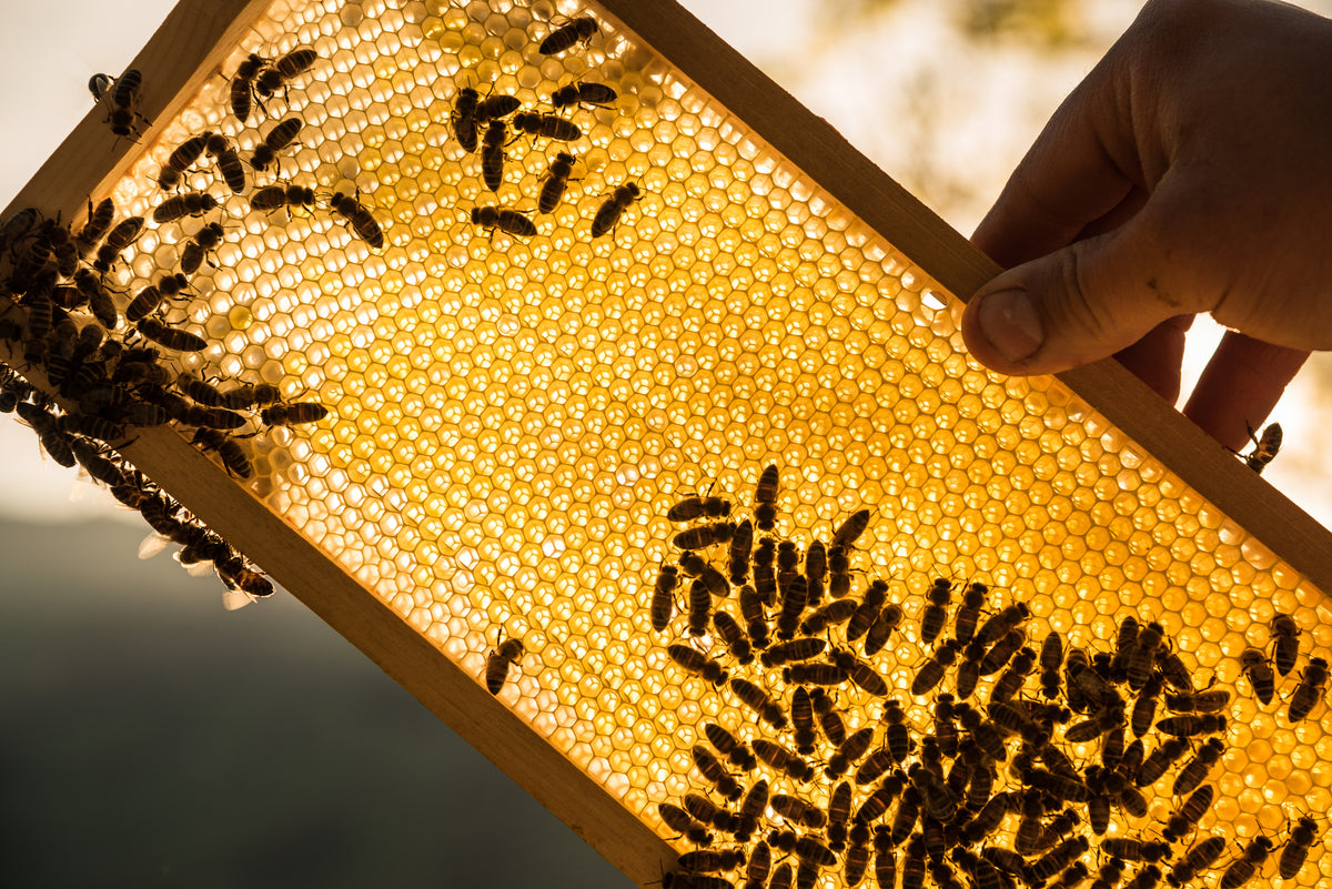 Bienenwachs