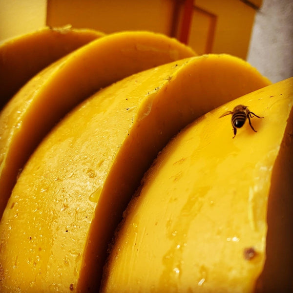 Bienenwachs