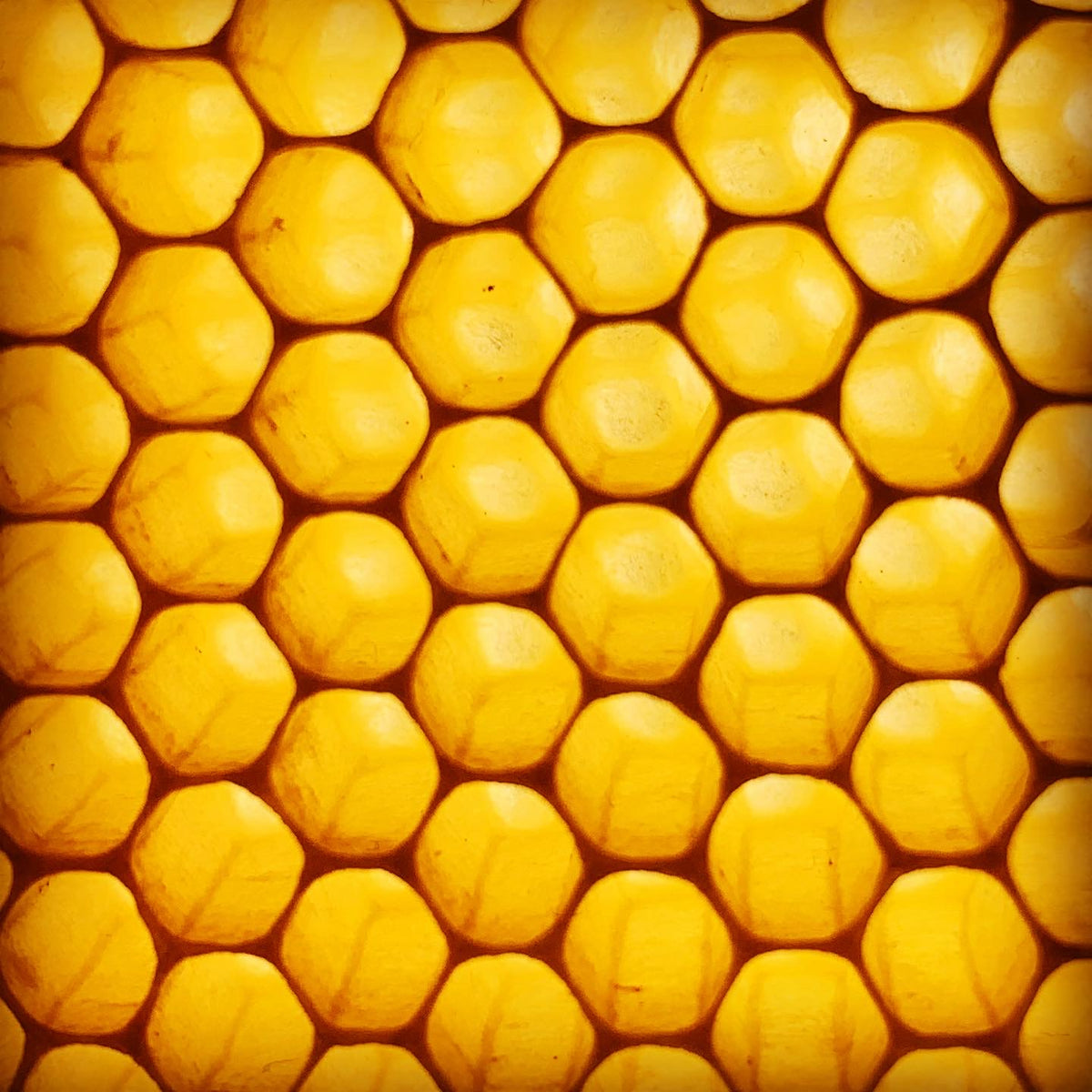 Beeswax
